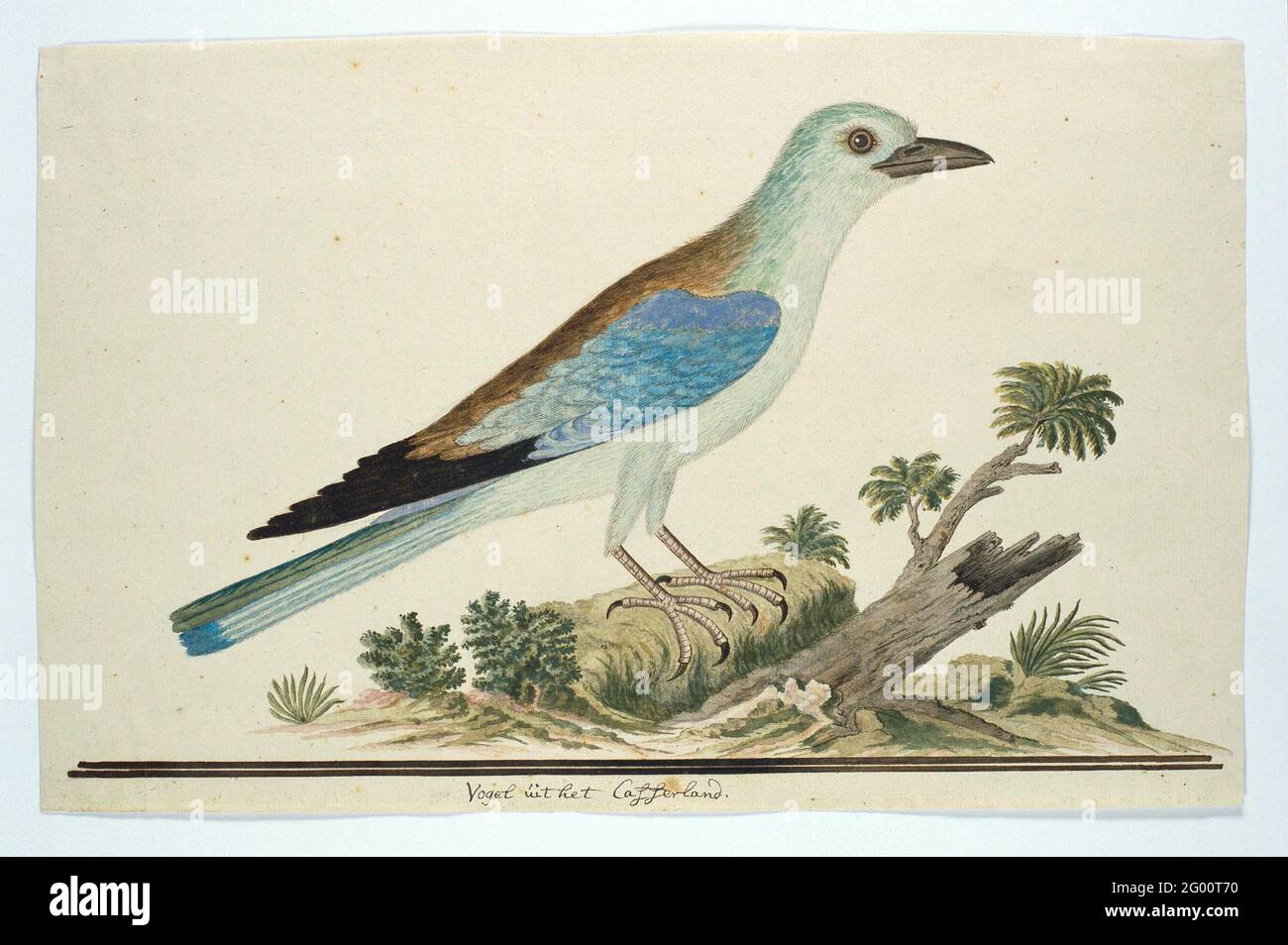 Coracius Garrulus Hi res Stock Photography And Images Alamy Coracius Garrulus Hi res Stock Photography And Images Alamy