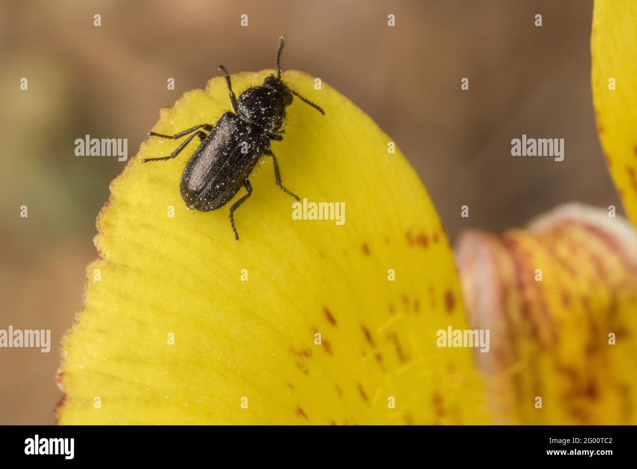 Beetles feed at the nectaries within a yellow mariposa lily flower (Calochortus luteus) in California. The beetles are important insect pollinators. Stock Photo