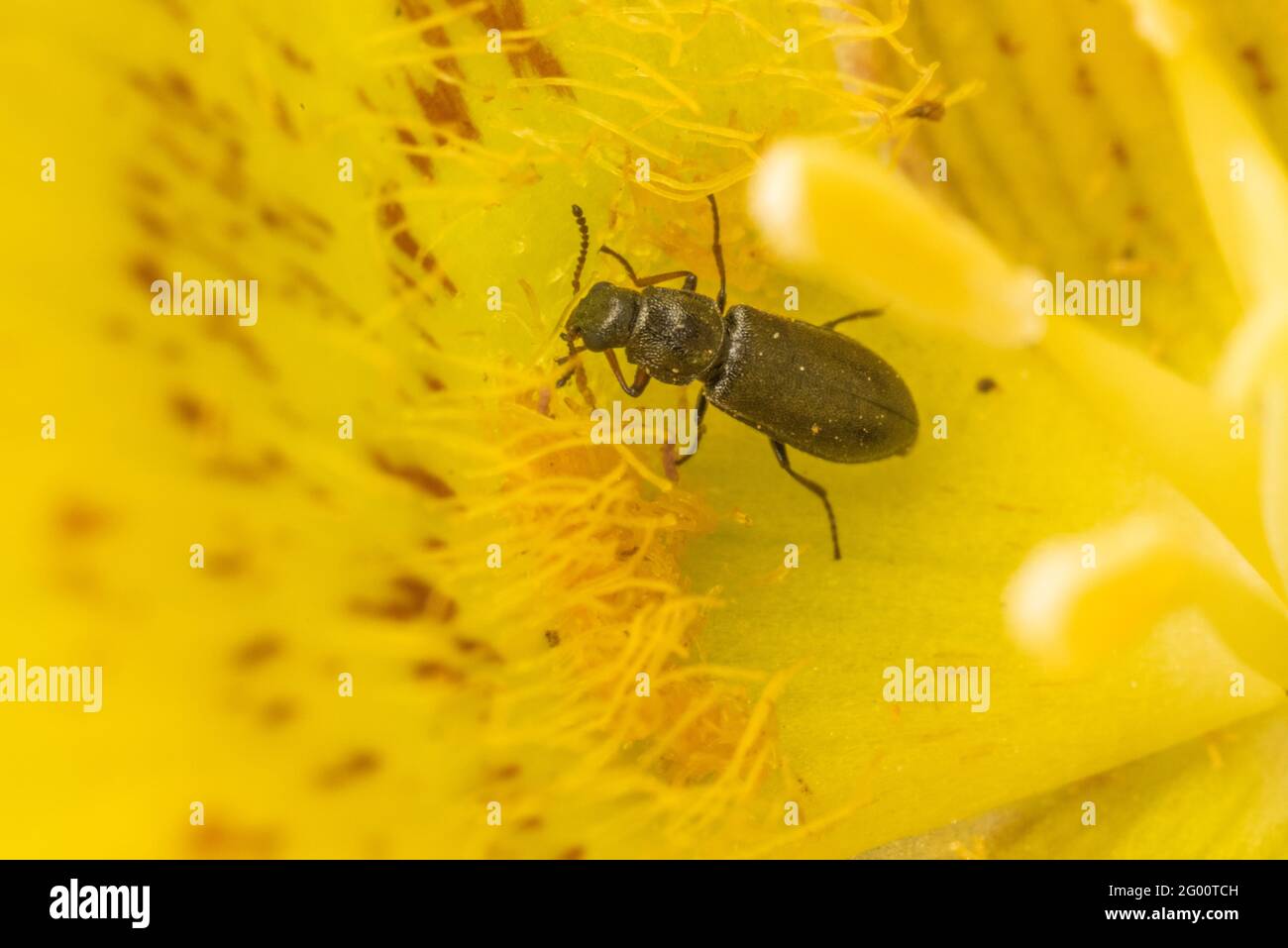 Beetles feed at the nectaries within a yellow mariposa lily flower (Calochortus luteus) in California. The beetles are important insect pollinators. Stock Photo