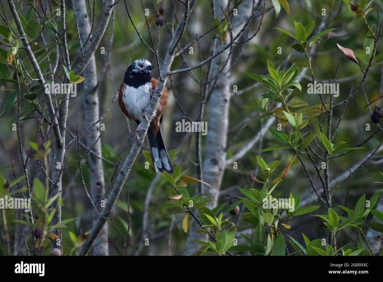 Leucistic spotted towhee bird (Pipilo maculatus), with unusually white feathers on its head. Its leucism is characterized by partial loss of pigment. Stock Photo