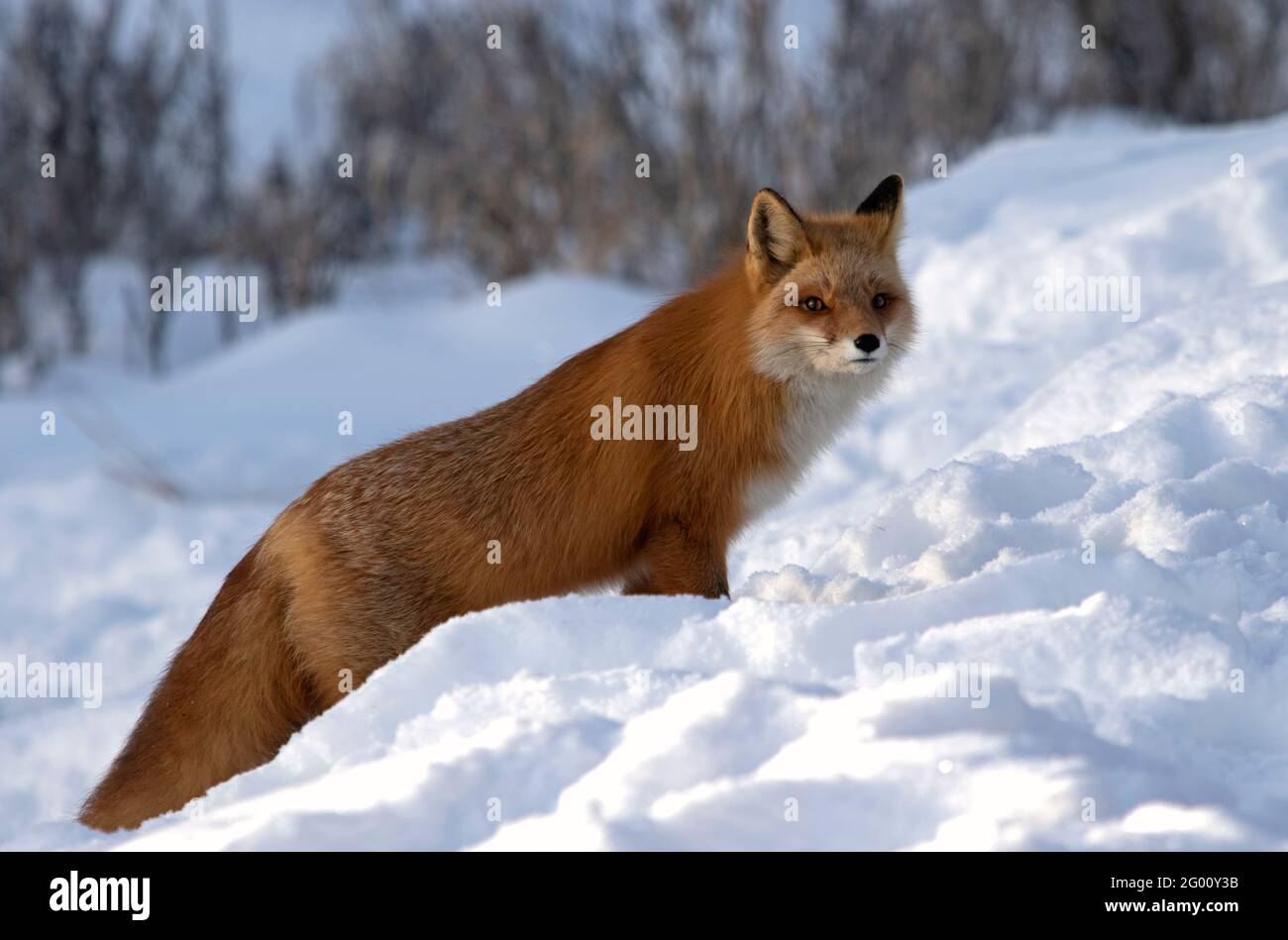 A red fox pauses while hunting a snow-covered willow bottom. Stock Photo