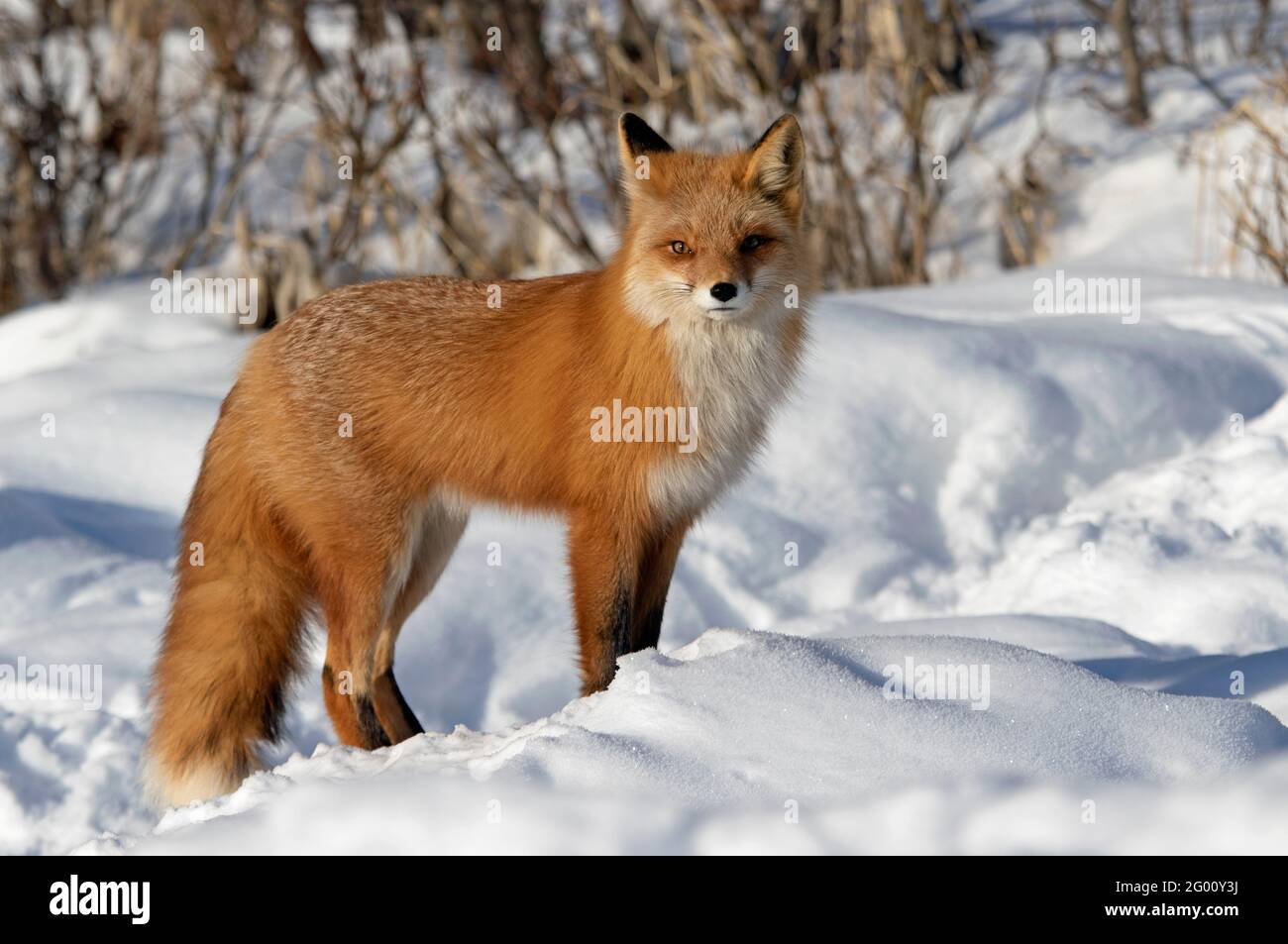 A red fox pauses while hunting a snow-covered willow bottom. Stock Photo