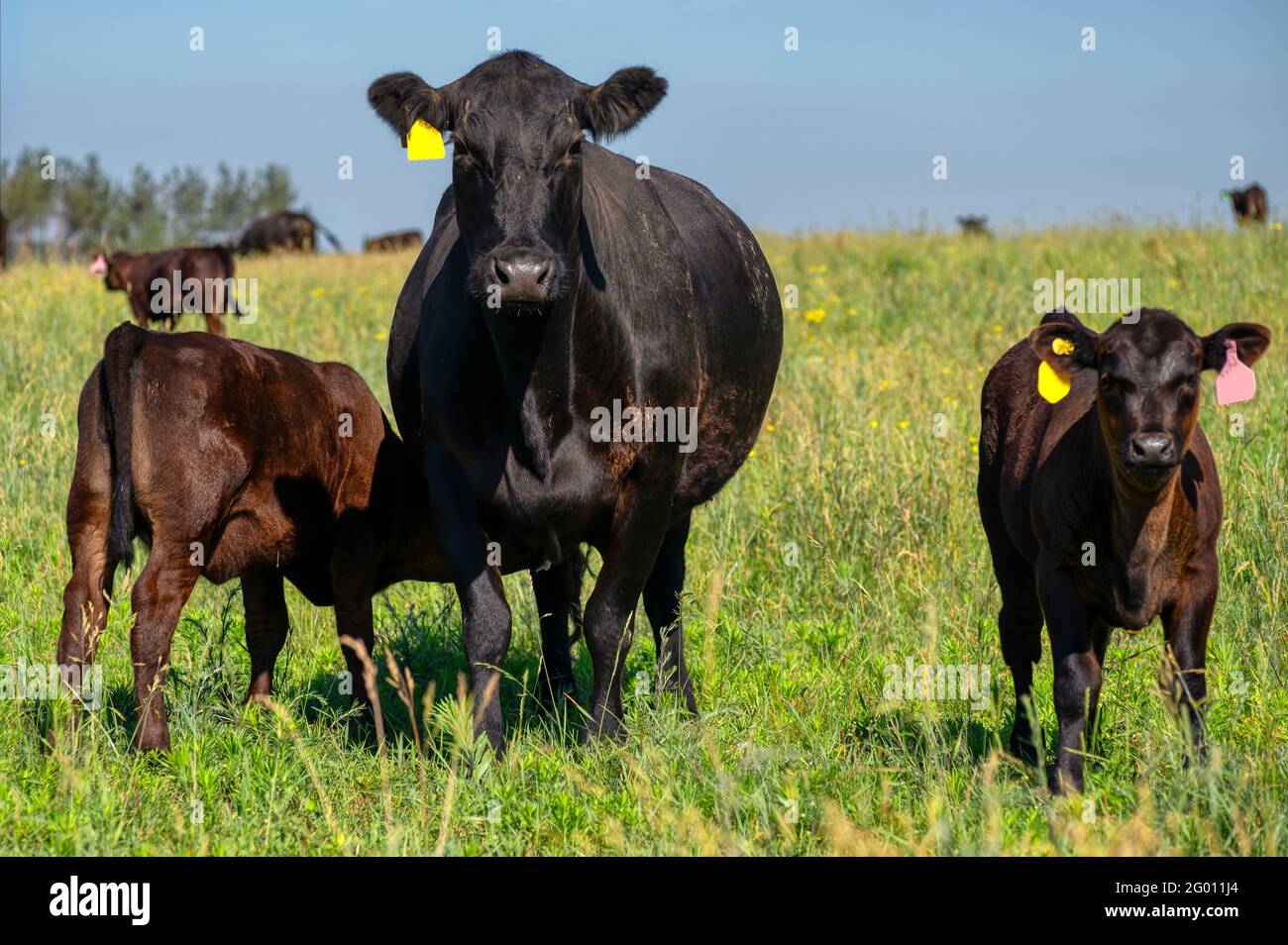 https://c8.alamy.com/comp/2G011J4/a-black-angus-cow-and-calf-graze-on-a-green-meadow-2G011J4.jpg
