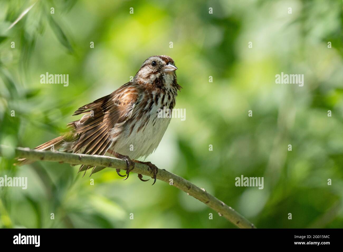 Song Sparrow  (Melospiza melodia) Stock Photo