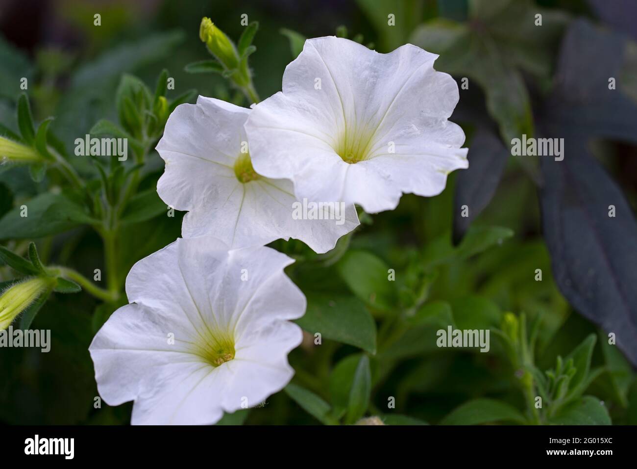 Petunias, White Petunia Flowers in a flower pot outside garden Stock Photo