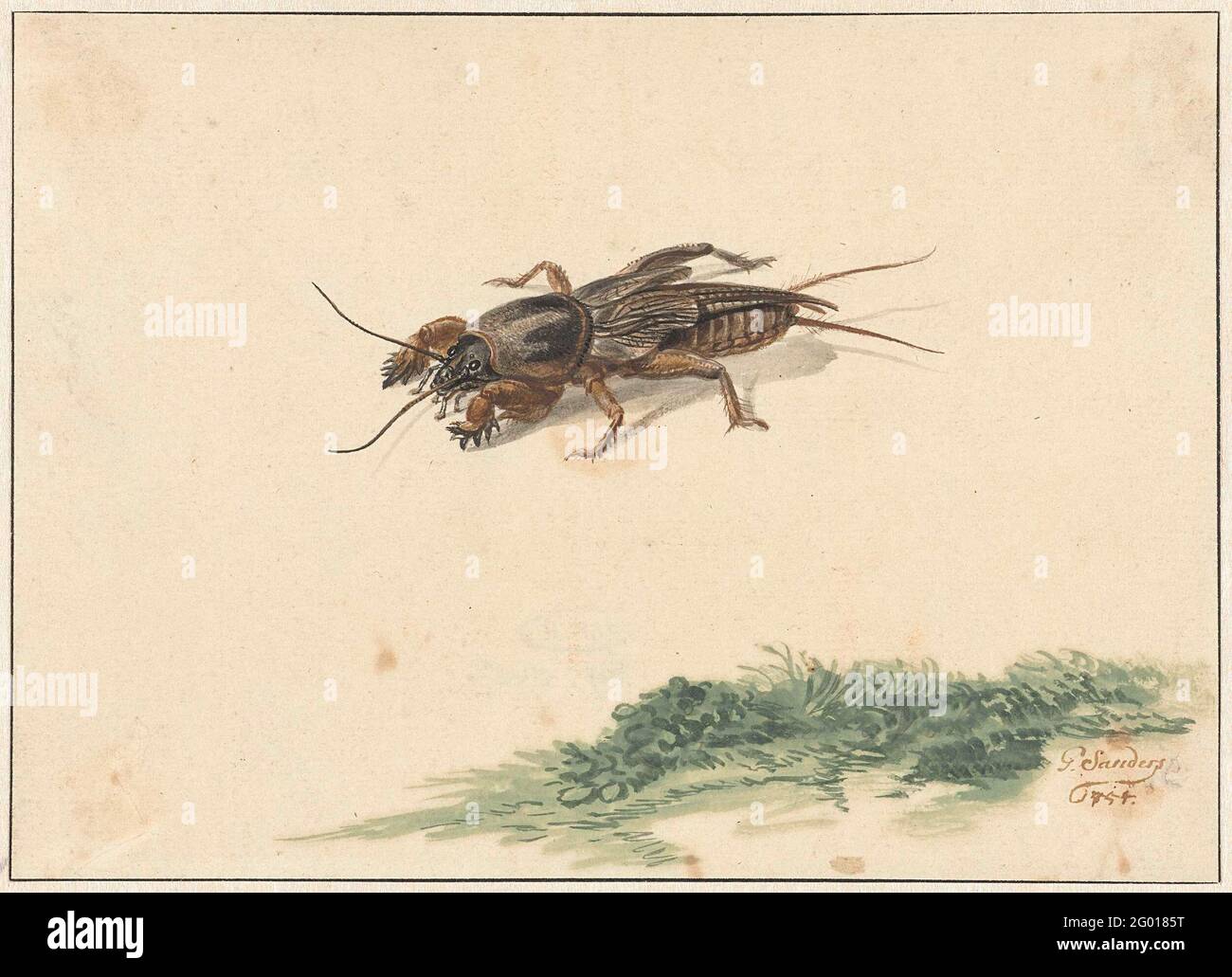 Insect anatomy depiction hi-res stock photography and images - Alamy