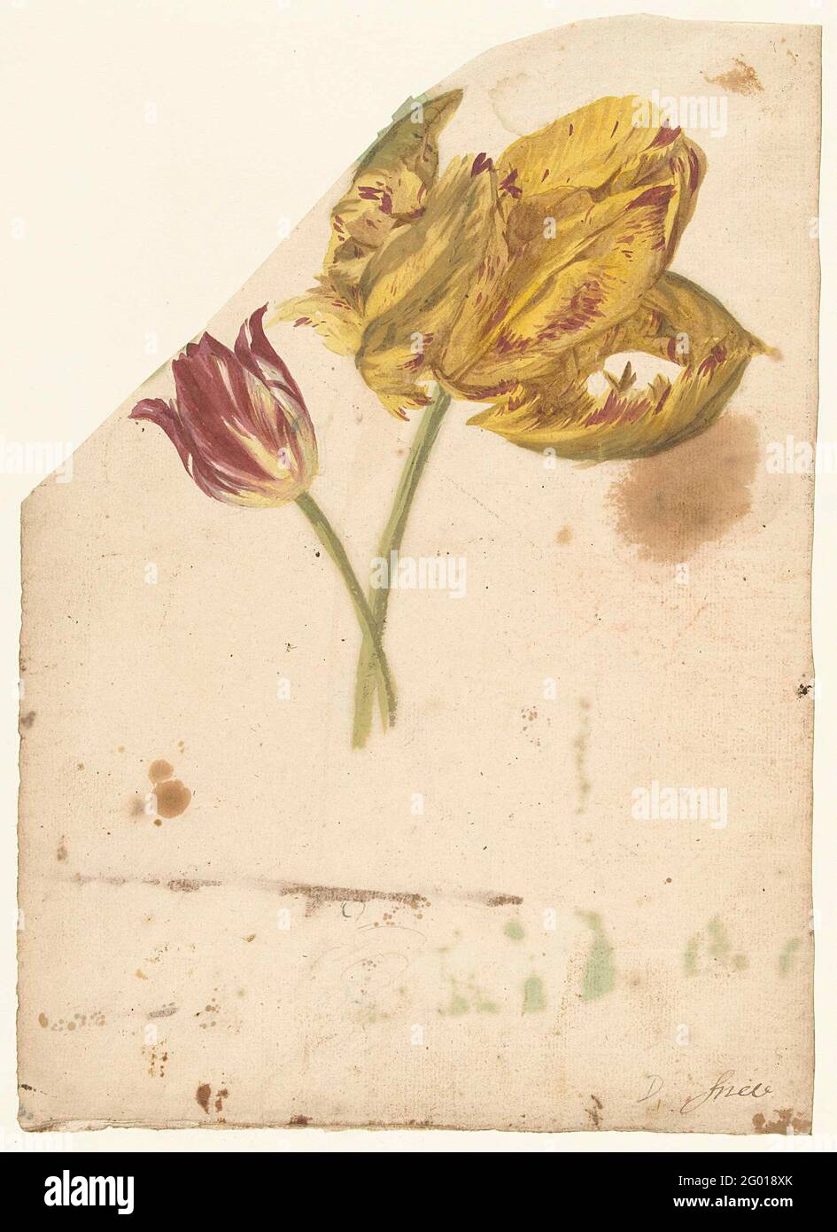 Artwork in botanical study hi-res stock photography and images - Alamy