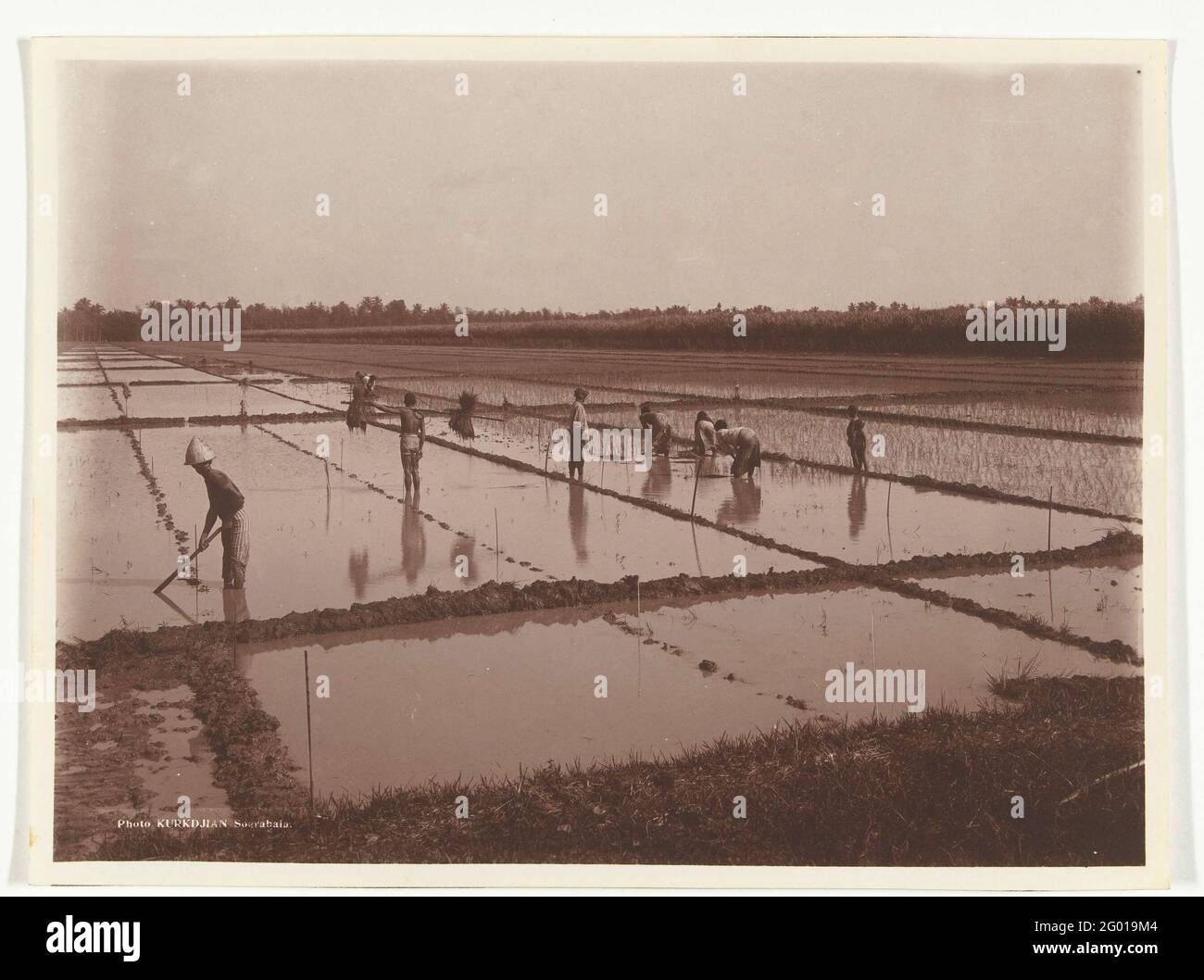 Plants of rice on a sawah, former Dutch East Indies. Plants of rice on ...