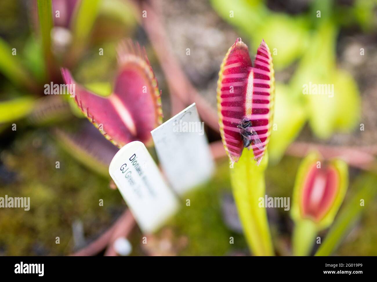 Ludwigsburg, Germany. 27th May, 2021. A fly lies in a carnivorous plant of the Venus flytrap species. Depredation, habitat destruction, over-fertilization: For various reasons, carnivorous plants are threatened worldwide. (to dpa 'Toilet bowl and glue trap - Does breeding save carnivorous plants?') Credit: Christoph Schmidt/dpa/Alamy Live News Stock Photo