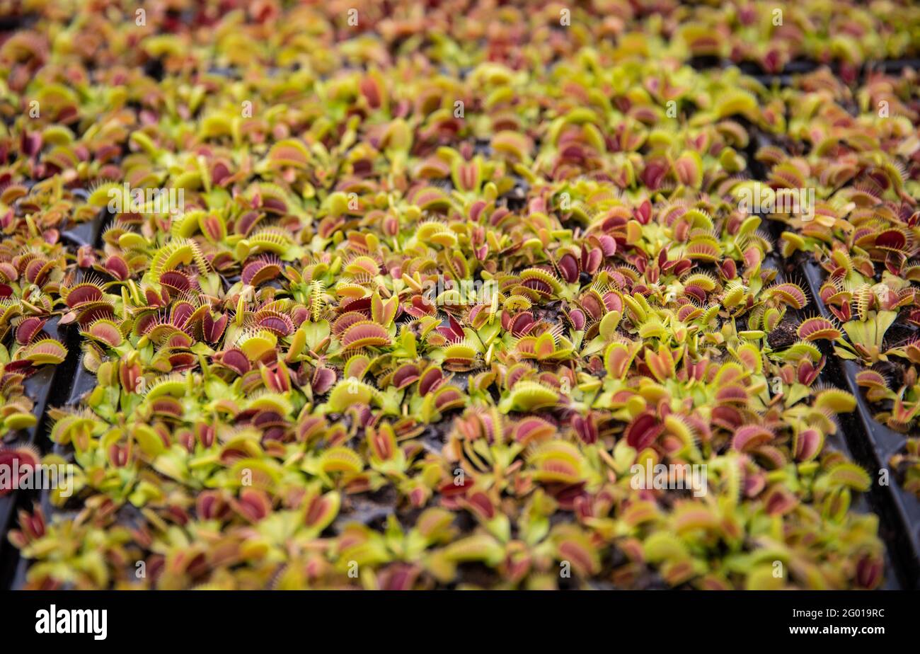 https://c8.alamy.com/comp/2G019RC/ludwigsburg-germany-27th-may-2021-numerous-carnivorous-plants-of-the-species-venus-flytrap-grow-in-a-greenhouse-looting-habitat-destruction-overfertilization-for-various-reasons-carnivorous-plants-are-threatened-worldwide-to-dpa-toilet-bowl-and-glue-trap-does-breeding-save-carnivorous-plants-credit-christoph-schmidtdpaalamy-live-news-2G019RC.jpg