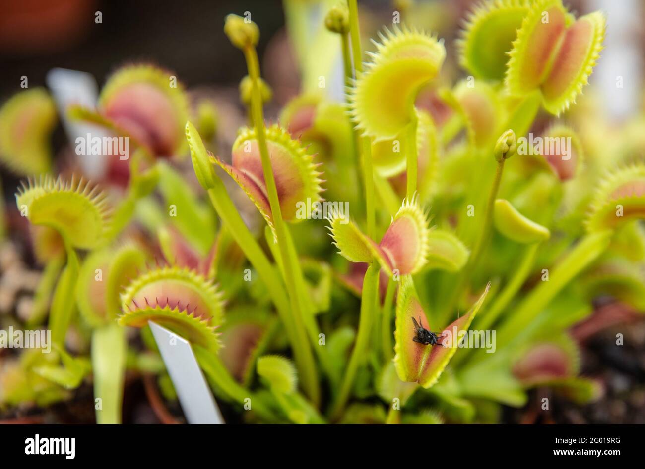 Ludwigsburg, Germany. 27th May, 2021. A fly lies in a carnivorous plant of the species 'Venus flytrap'. Depredation, habitat destruction, over-fertilization: For various reasons, carnivorous plants are threatened worldwide. (to dpa 'Toilet bowl and glue trap - Does breeding save carnivorous plants?') Credit: Christoph Schmidt/dpa/Alamy Live News Stock Photo