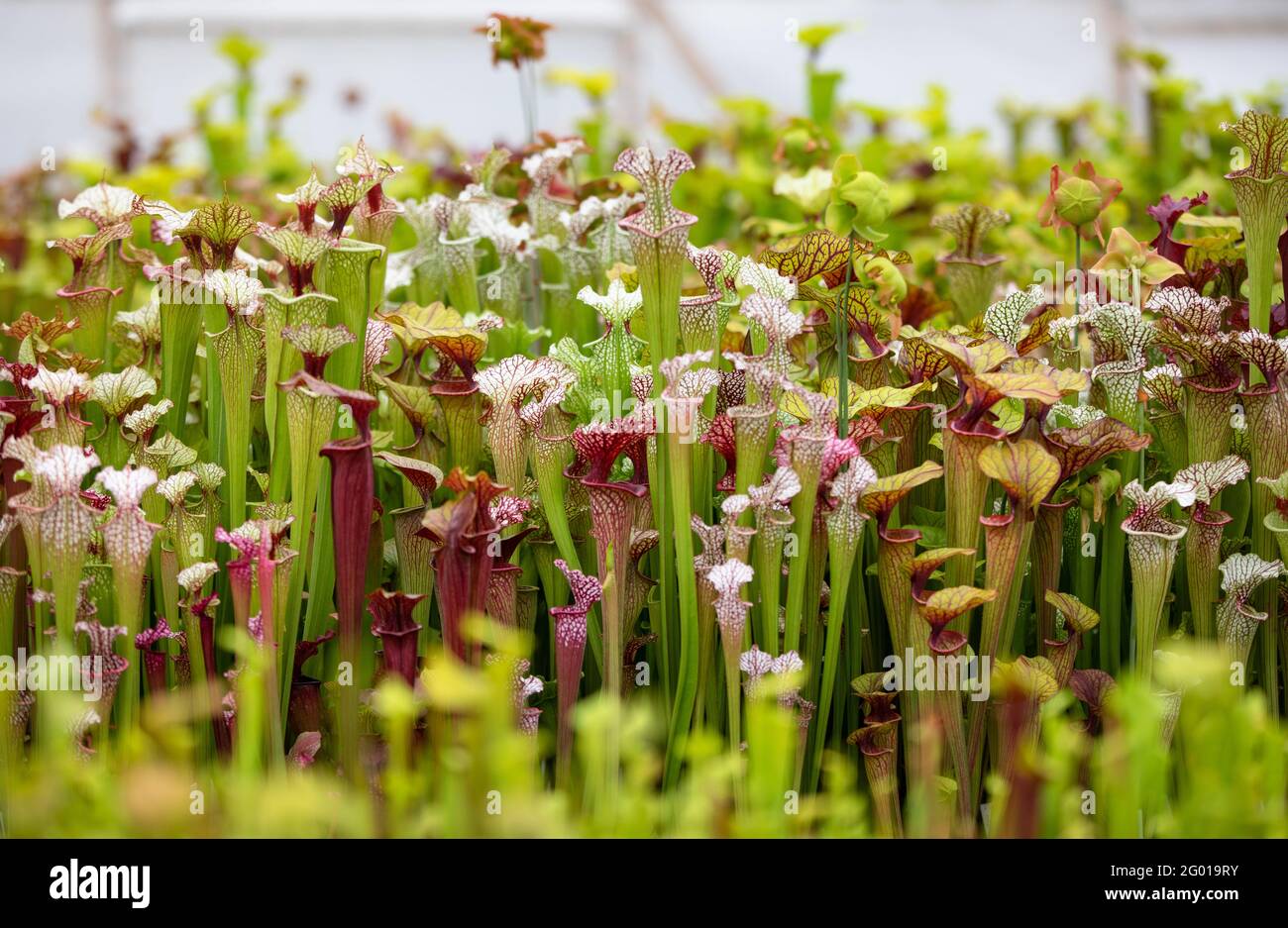https://c8.alamy.com/comp/2G019RY/ludwigsburg-germany-27th-may-2021-carnivorous-plants-of-the-species-sarracenia-hybrids-grow-in-a-greenhouse-plundering-habitat-destruction-overfertilization-for-various-reasons-carnivorous-plants-are-threatened-worldwide-to-dpa-toilet-bowl-and-glue-trap-does-breeding-save-carnivorous-plants-credit-christoph-schmidtdpaalamy-live-news-2G019RY.jpg