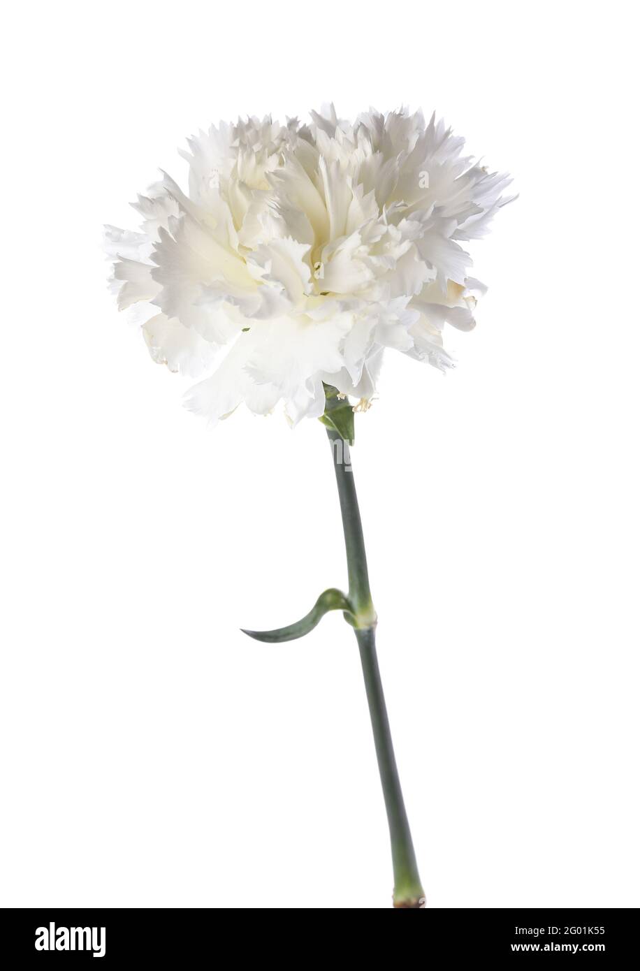 Beautiful carnation flower on white background Stock Photo - Alamy