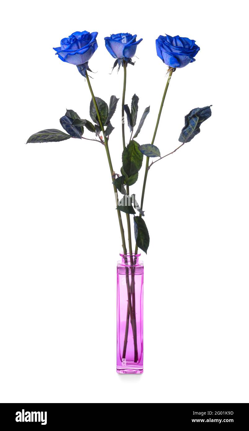 Vase with beautiful blue roses on white background Stock Photo - Alamy
