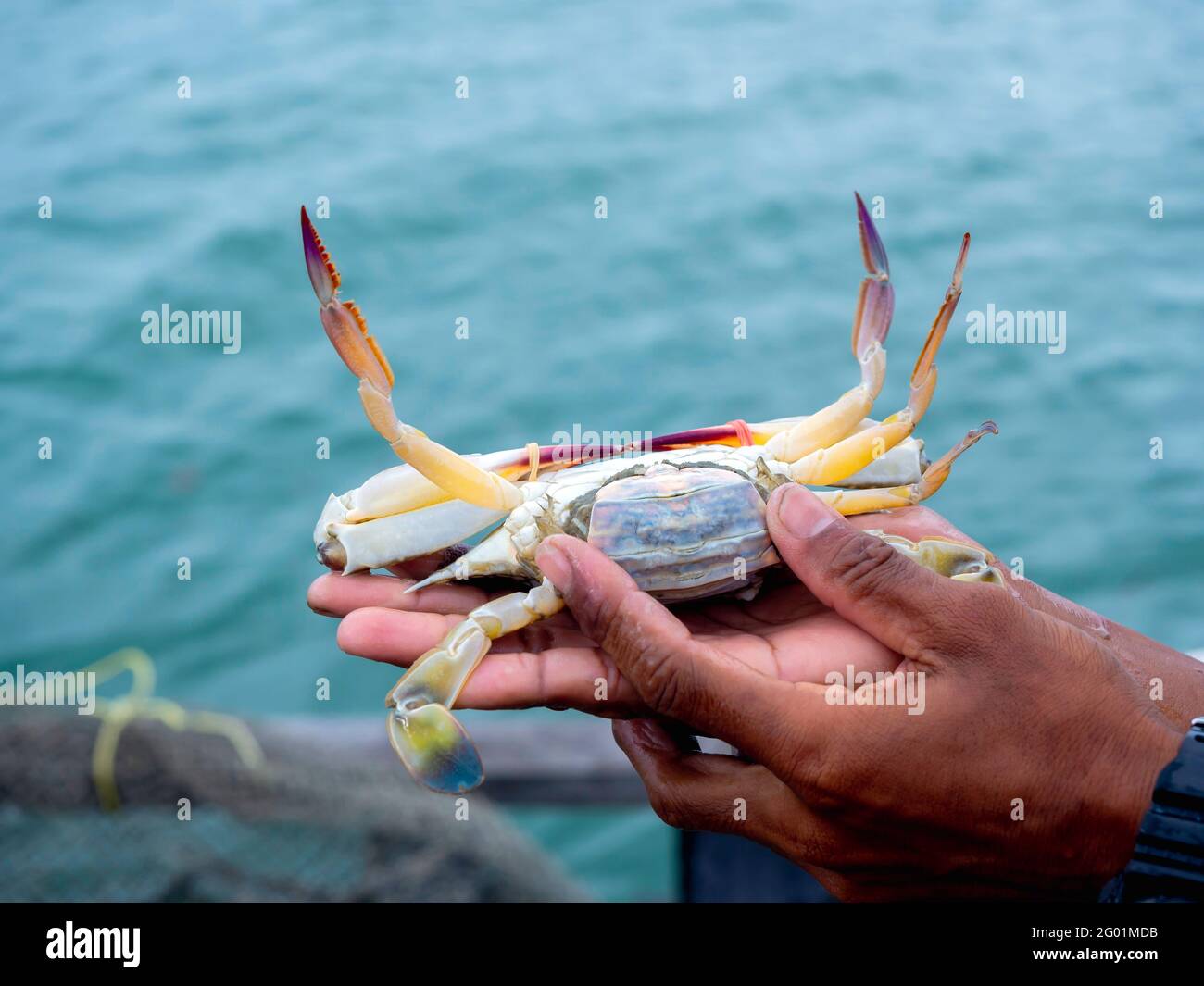 Blue crab (Portunus pelagicus)crab, Female blue swimmer crab with eggs