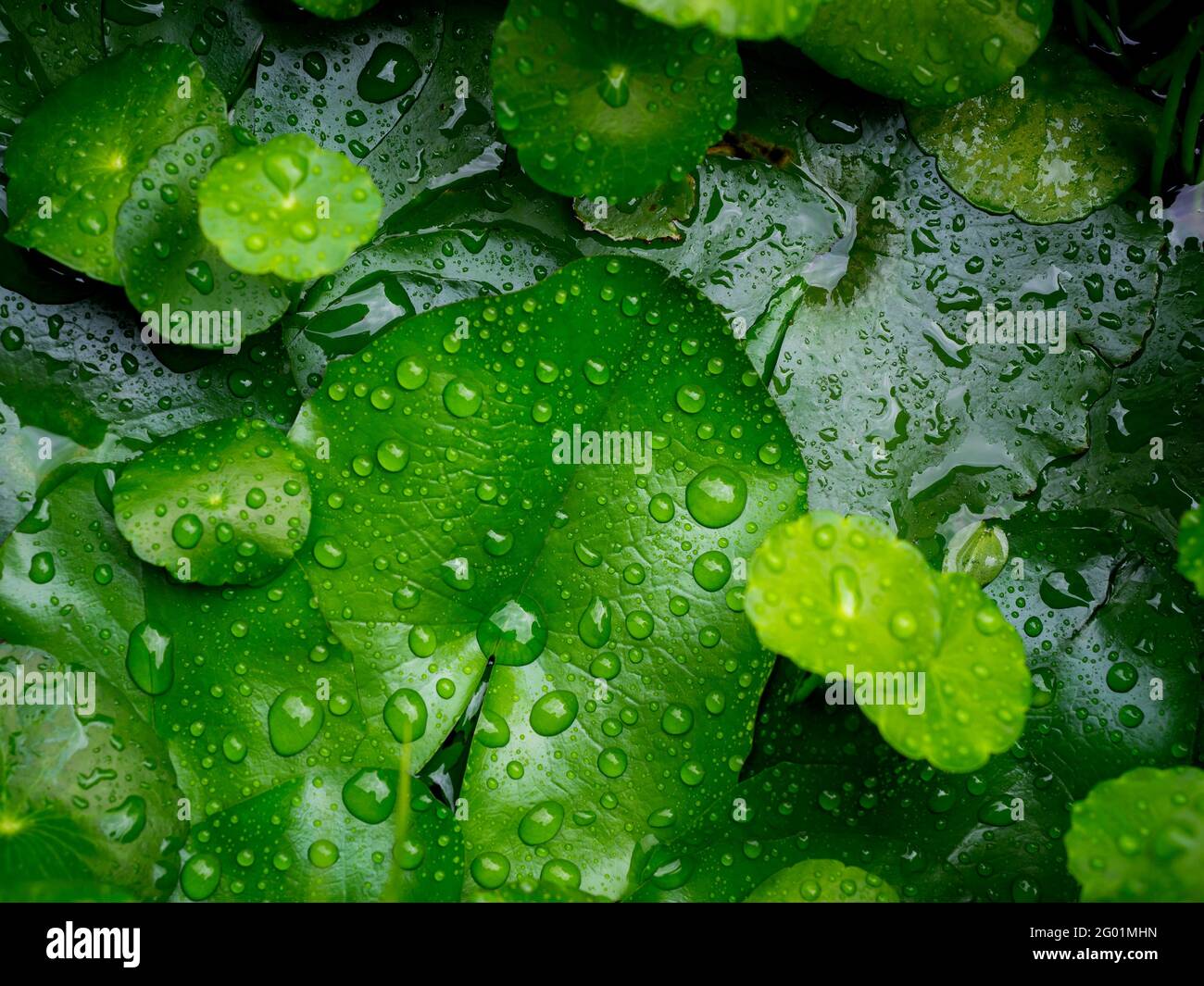 Fresh green leaf with water drops background. Centella asiatica leaves covered with many water drops after raining. Stock Photo