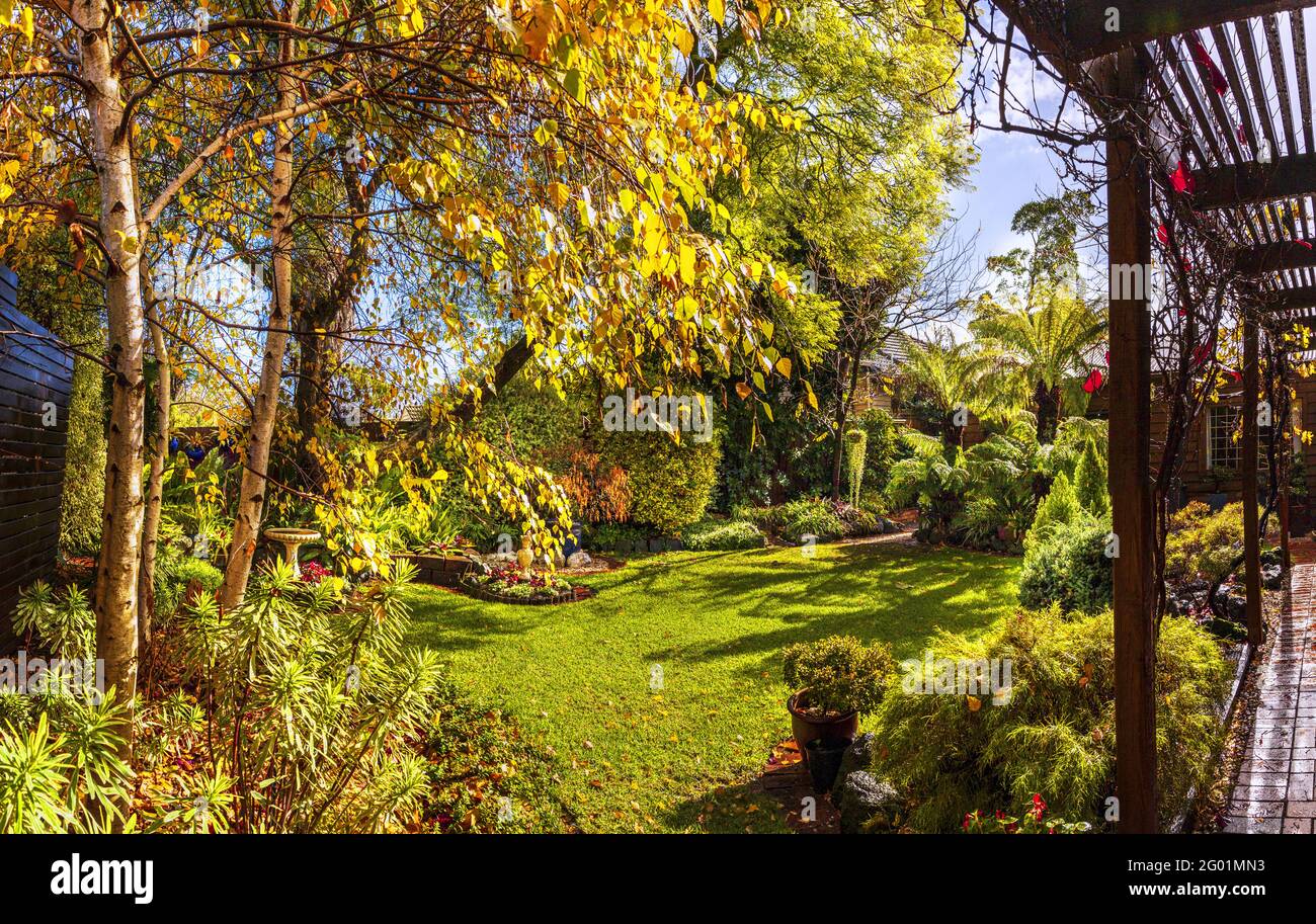 My backyard looking towards the NW corner A Melbourne suburban garden