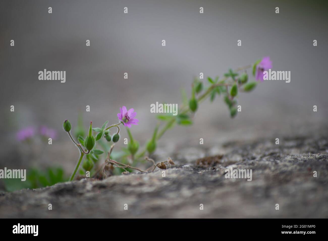 geranium wildflowers on a concrete wall. Selective focus Stock Photo