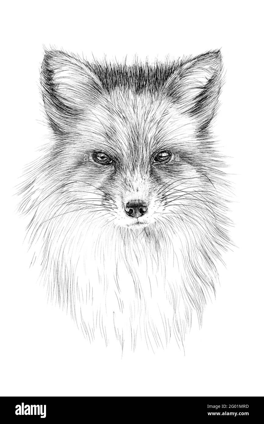 Red Fox Realistic Ballpoint Pen Drawing Drawing by Daria Maier  Artmajeur