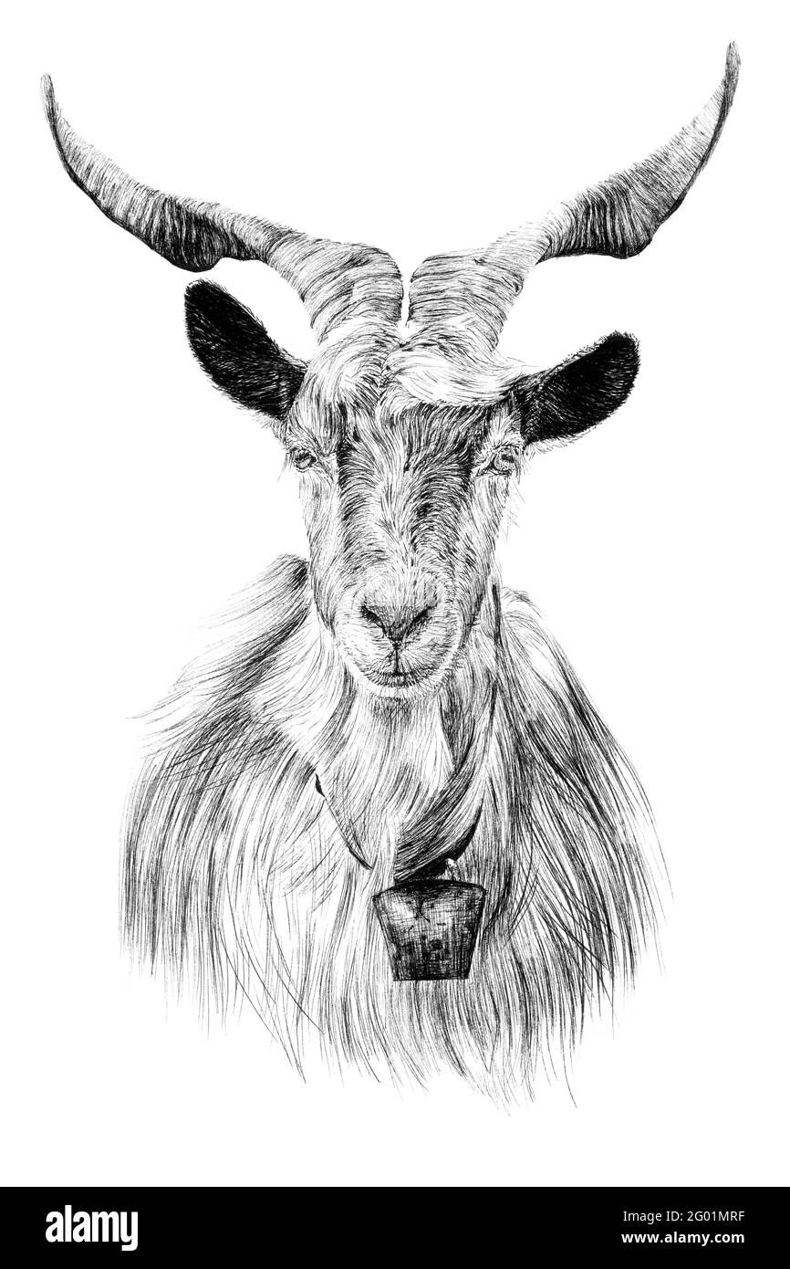 Hand drawn goat portrait, sketch graphics monochrome illustration on white  background (originals, no tracing Stock Photo - Alamy