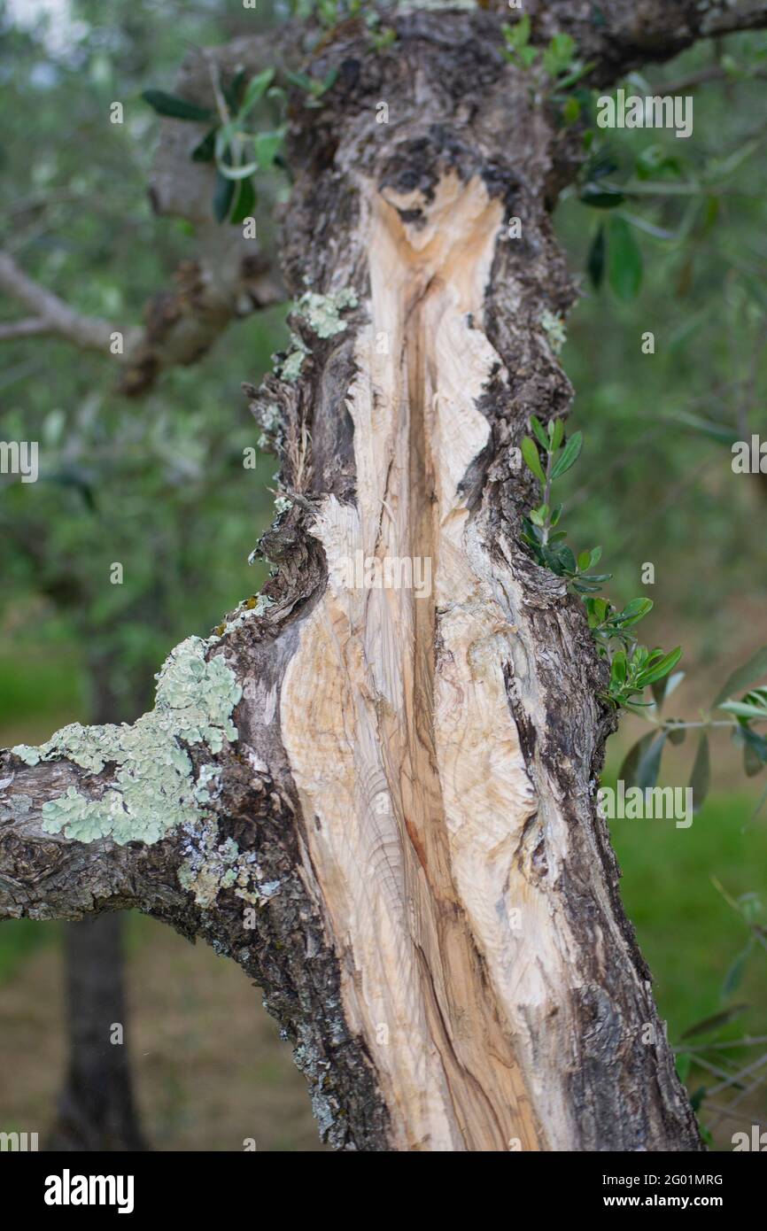 olive tree trunk on blur green leaves background Stock Photo
