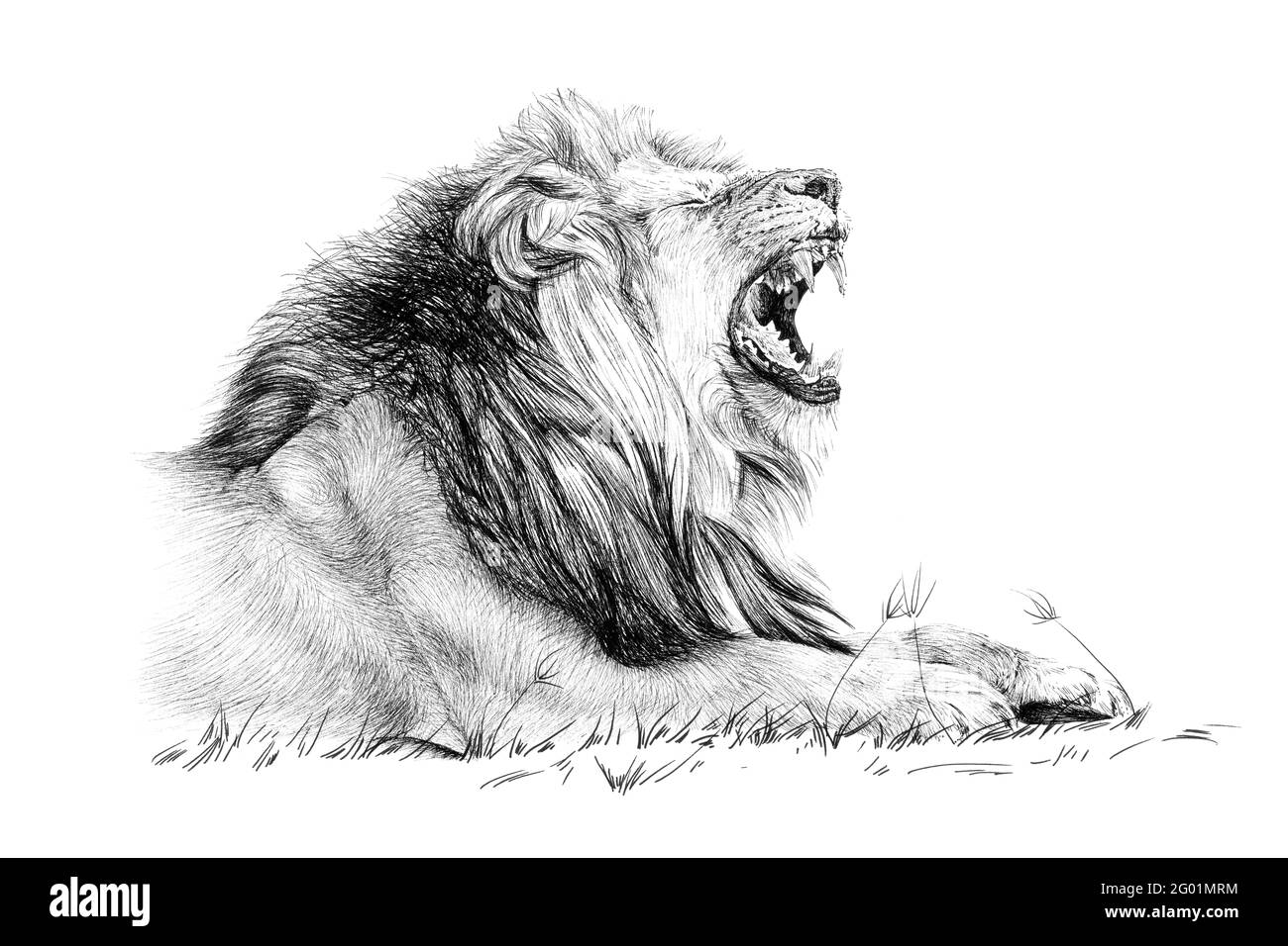 Hand drawn lion roar, sketch graphics monochrome illustration on white background (originals, no tracing) Stock Photo