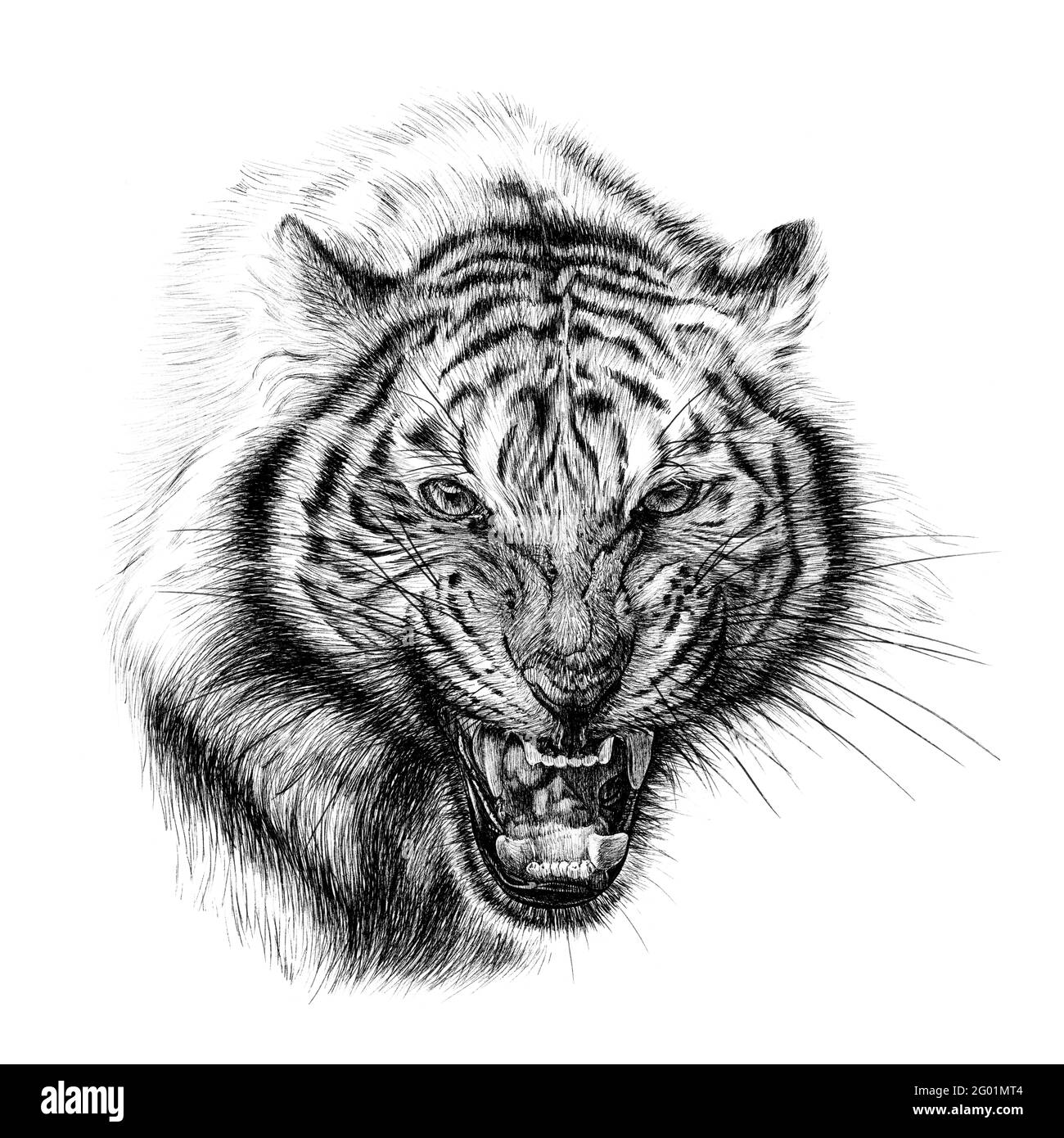 Illustration of Angry Tiger. Stock Vector - Illustration of danger, mascot:  86183854