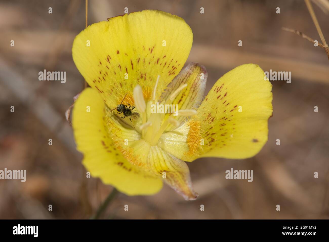 A small native bee species inside and pollinating a yellow Mariposa lily (Calochortus luteus) in Henry Coe state park, California. Stock Photo