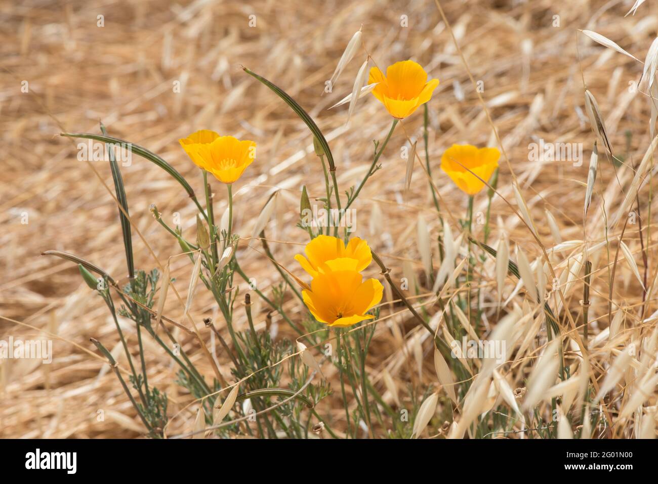 The California poppy (Eschscholzia californica) flowering in Henry Coe state park. Stock Photo