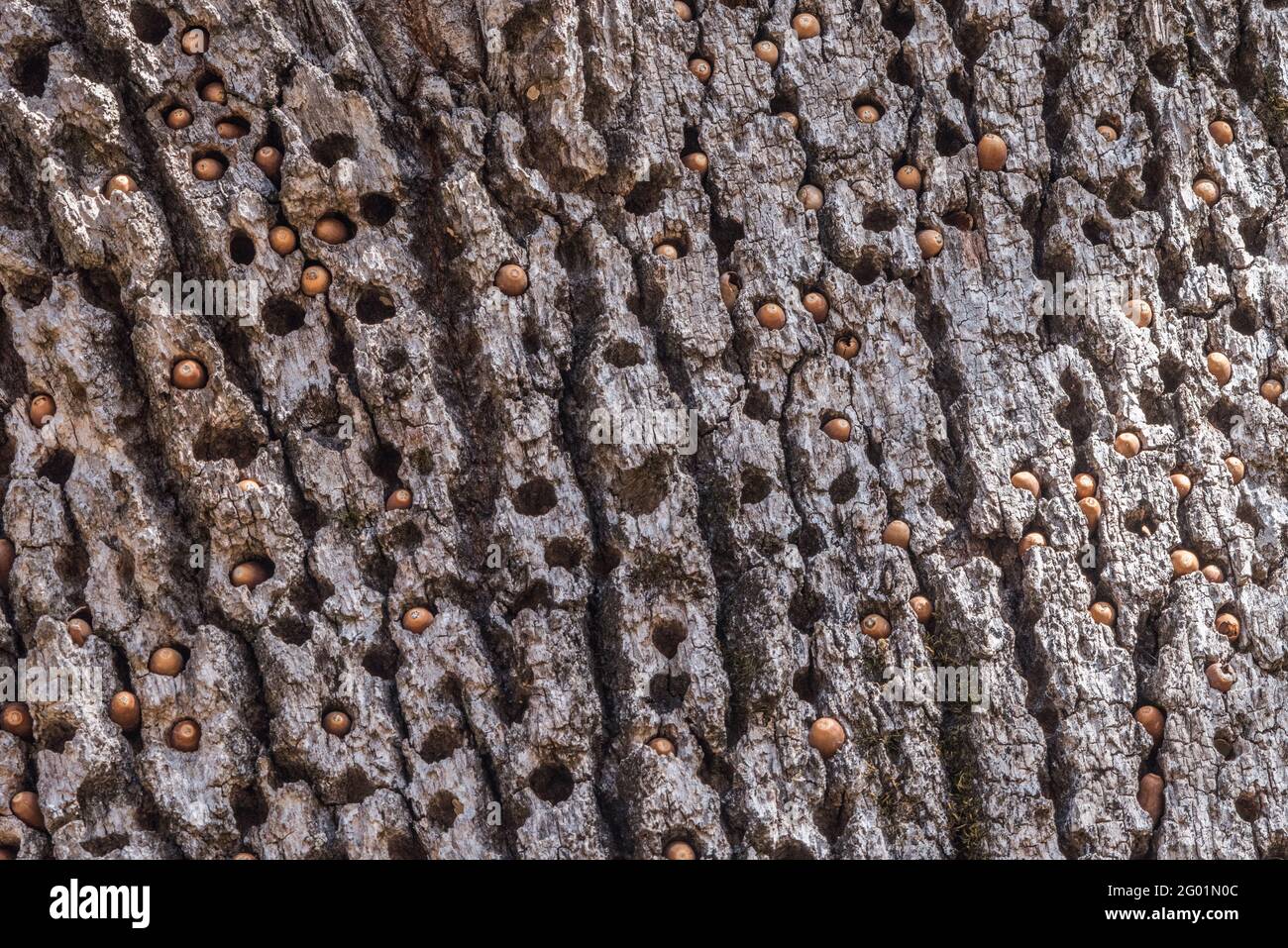 Acorn woodpeckers (Melanerpes formicivorus) store acorns in holes in bark in granary trees. Stock Photo