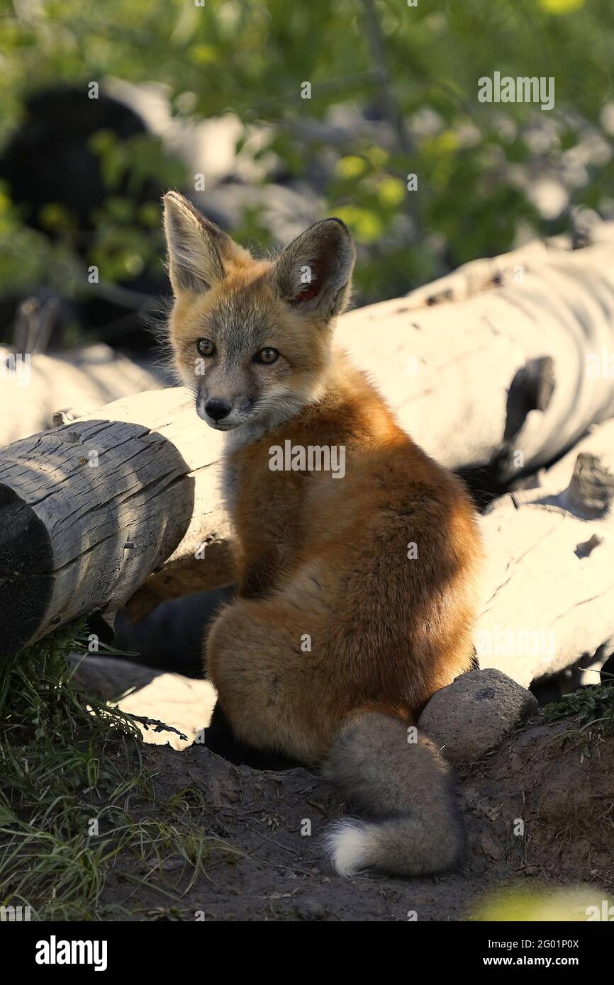 Fox fluffy tail hires stock photography and images Alamy