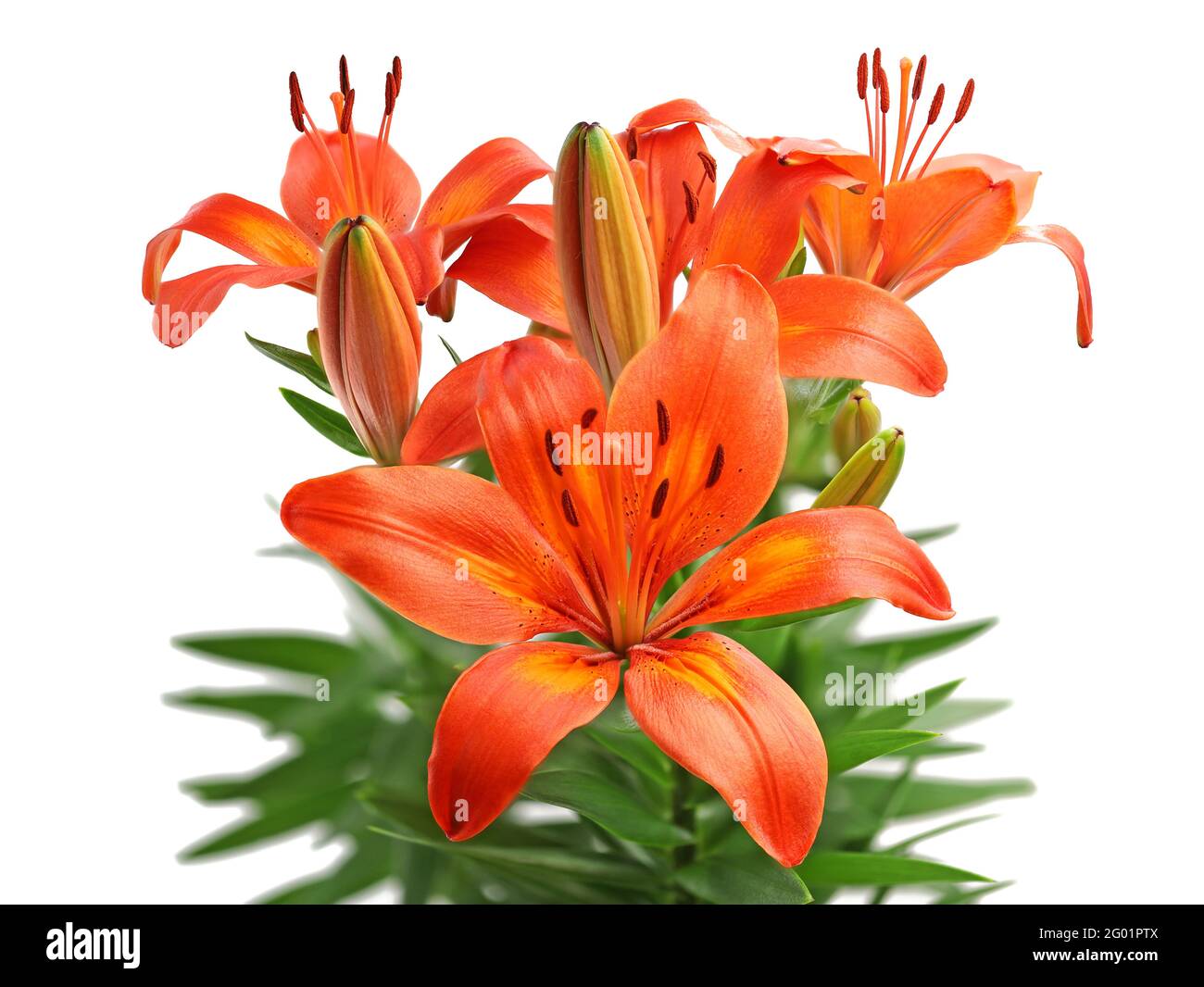 orange lily bouquet isolated on white background, high detail studio shot of blooming lilies Stock Photo