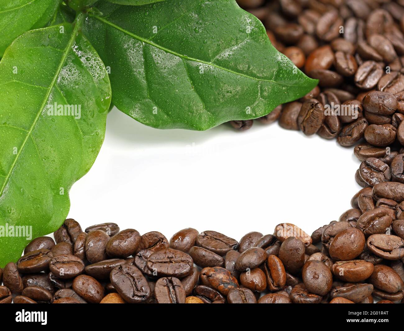 coffee beans with fresh leaves of coffea arabica isolated on white with copy space in the middle for text Stock Photo
