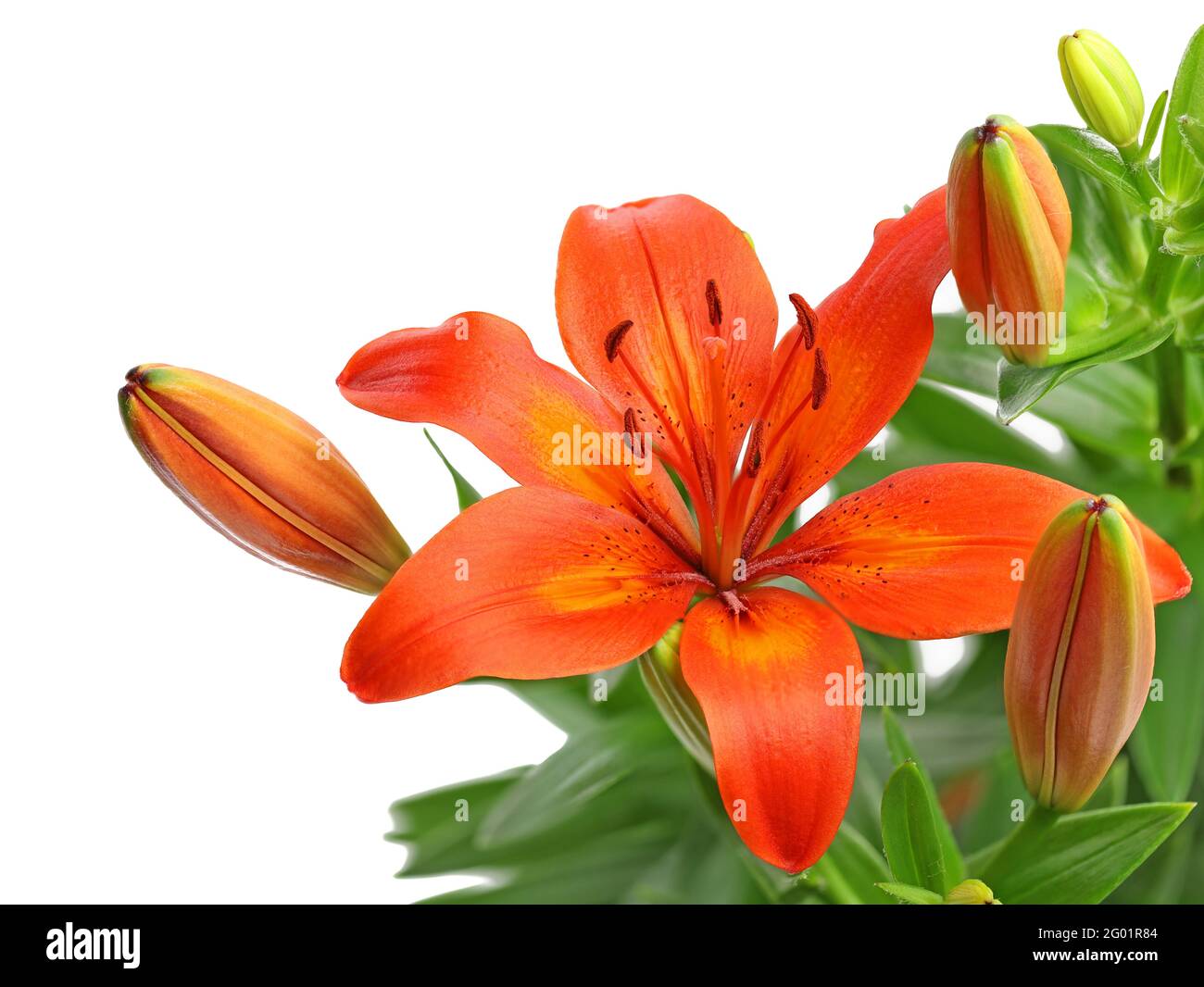 orange lily flower isolated on white background, macro studio shot of single lily blossom on bouquet Stock Photo