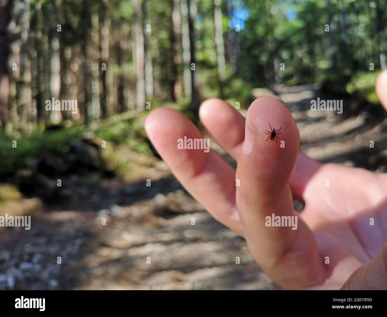 a tick is sitting on the finger of man in forest on hiking path Stock Photo