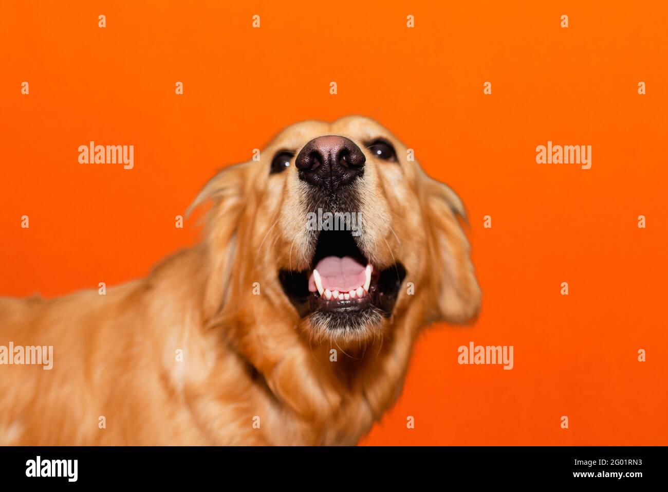 Portrait of hunny golden retriever labrador mouth open on a orange studio background.closeup. Stock Photo