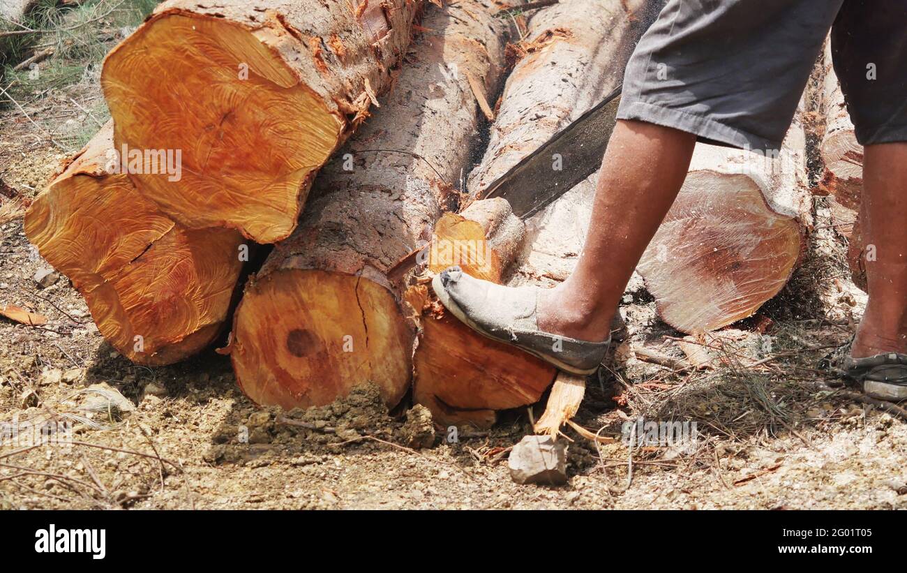 The man cutting wood with chainsaw, Cutting tree of Woodworker, A lumberman sawing a log in pile of logs, Sawdust is splashing Stock Photo