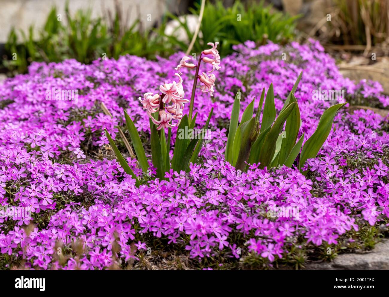 Blooming hisacinths among lilac aubrieta deltoidea flowers in the summer garden Stock Photo