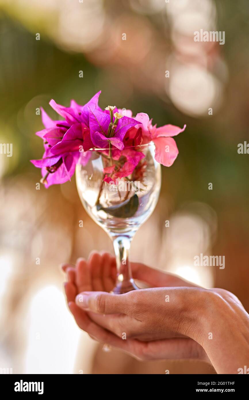 Summer surreal flowers creative trendy concept. Woman holds bright pink flowers Bougainvillea in a glass of wine in front of herself. Advertising concept of travel and summer vacation.  Stock Photo