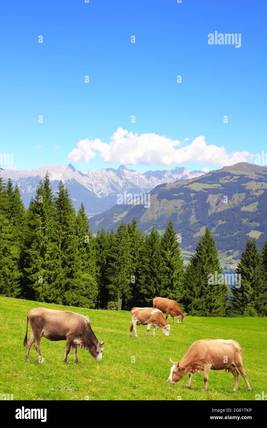 Dairy cows in the austrian alps hi-res stock photography and images - Alamy