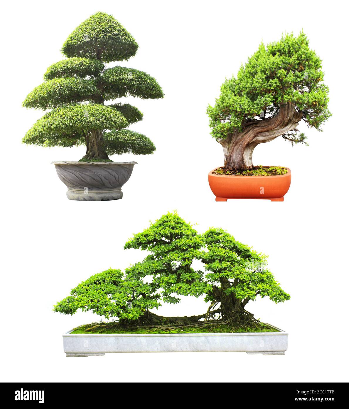 Collection of bonsai tree. Set of bonsai of different shapes in flower