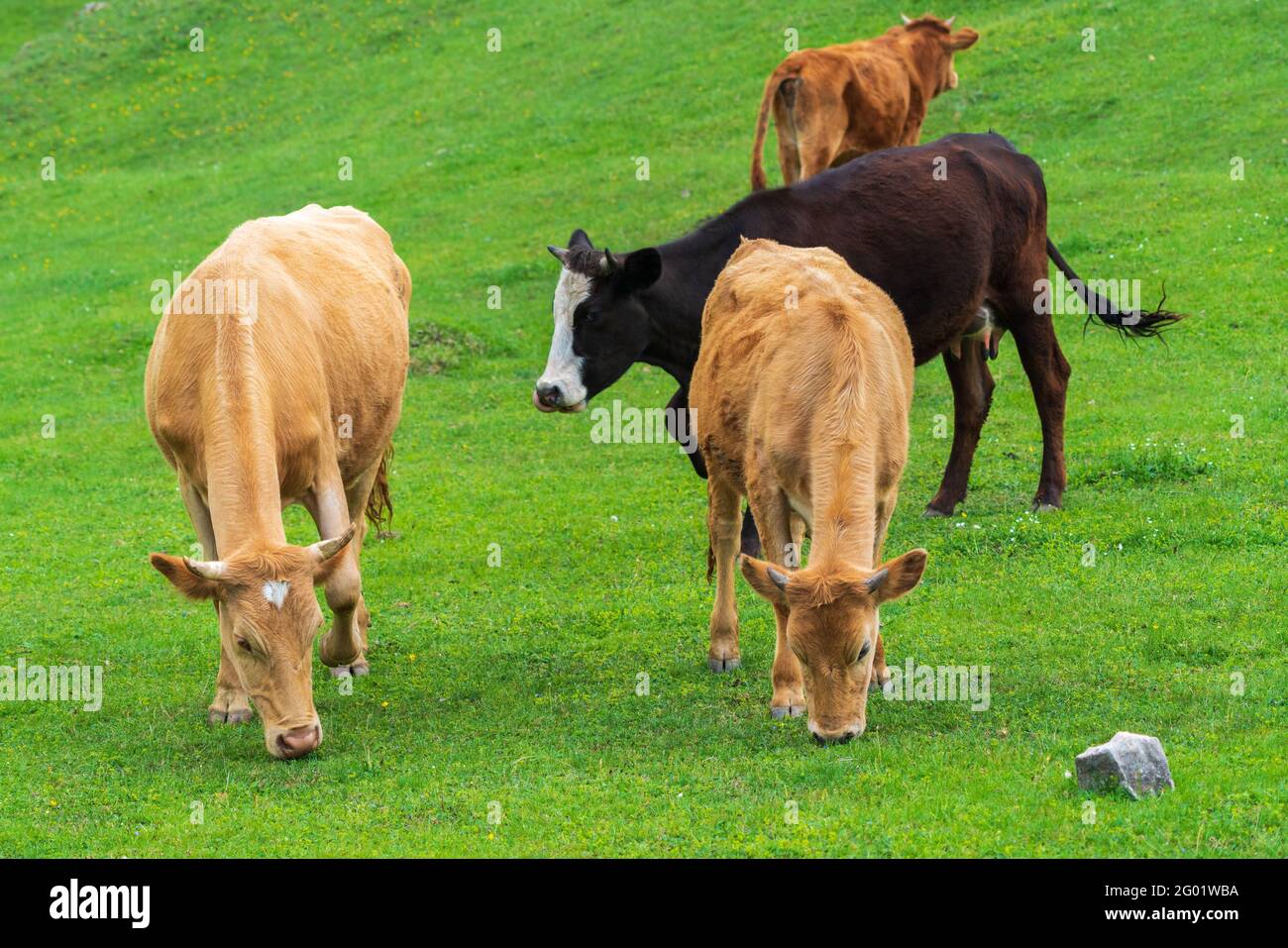 Cows graze in a high mountain green meadow Stock Photo - Alamy