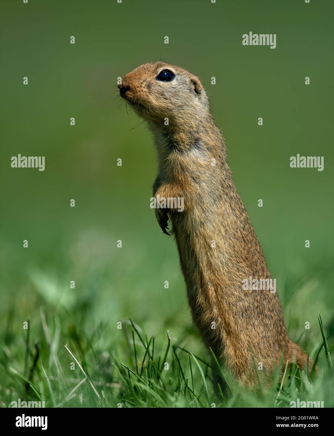 European ground squirrel (Spermophilus citellus), also known as the European souslik standing on green grass meadow and looking for some danger. Stock Photo
