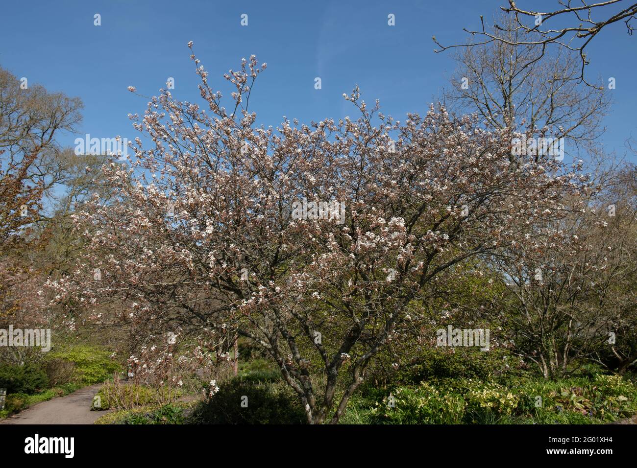 Spring Flowering White Blossom on a Deciduous Shadbush, Mountain Juneberry or Bartram's Serviceberry (Amelanchier bartramiana) Growing in a Garden Stock Photo