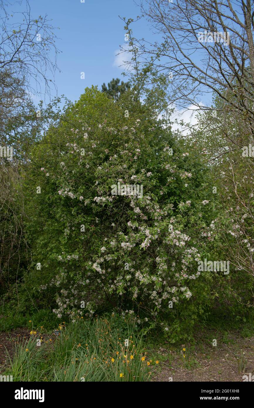 White Spring Blossom on an Apple Tree (Malus 'Striped Beauty') Growing in a Woodland Garden in Rural Devon, England, UK Stock Photo
