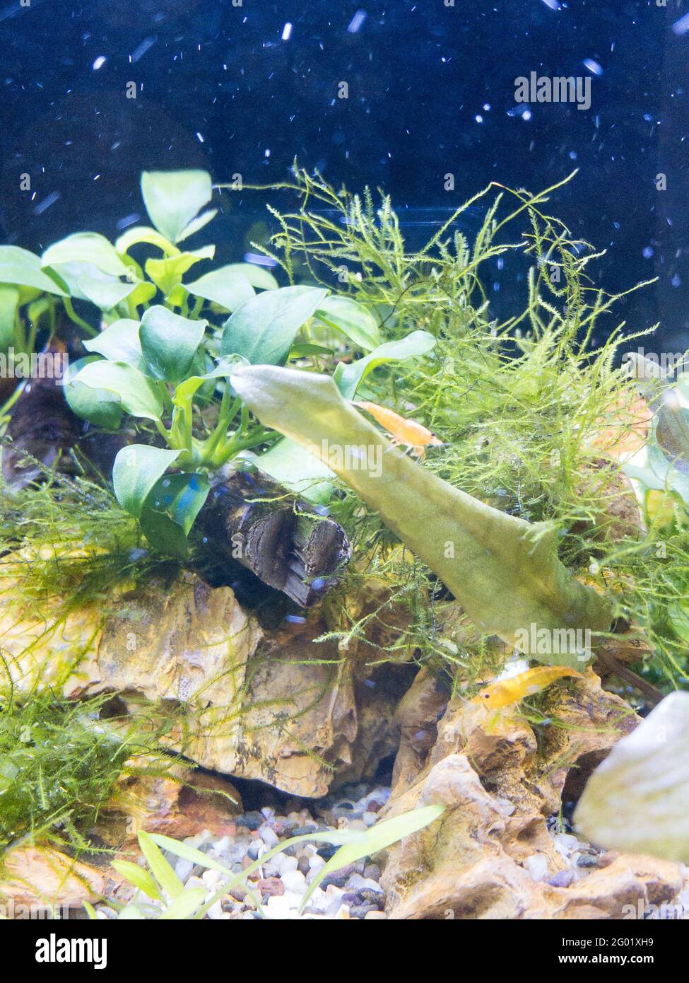 nano aquascaping with shrimps Stock Photo