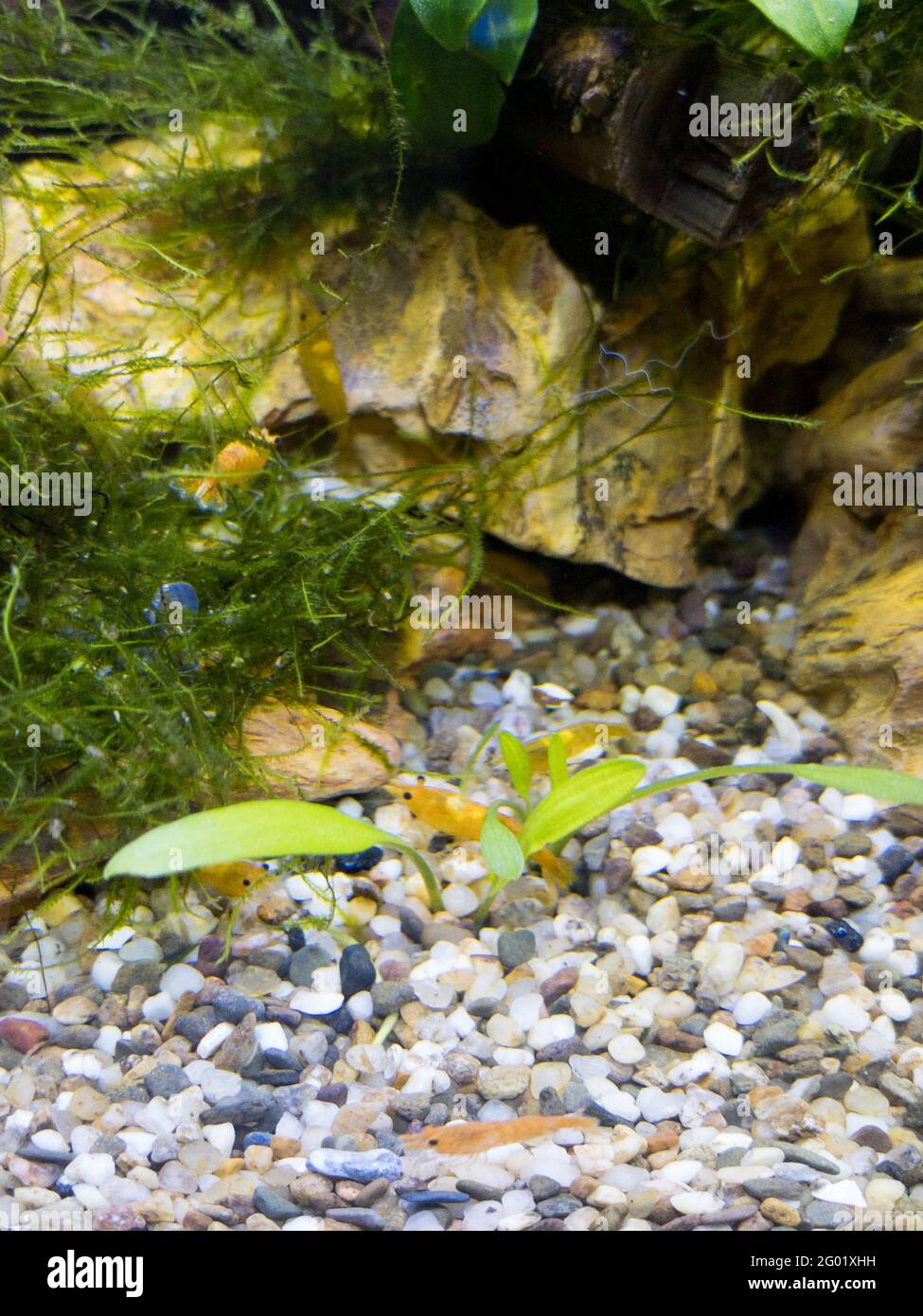 nano aquascaping with shrimps Stock Photo