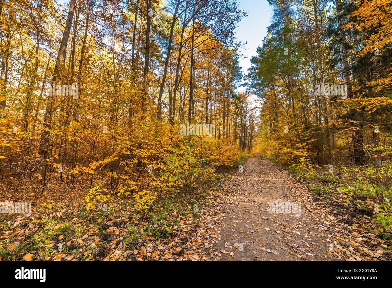 Forest fallen leaves pathway hi-res stock photography and images - Alamy