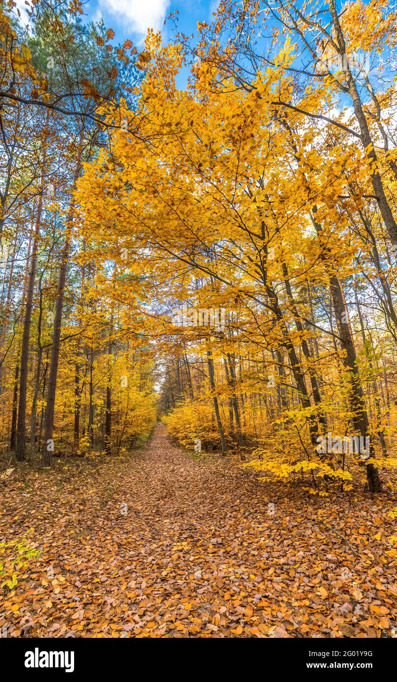 Golden trees and path with fallen leaves in the forest, autumn ...