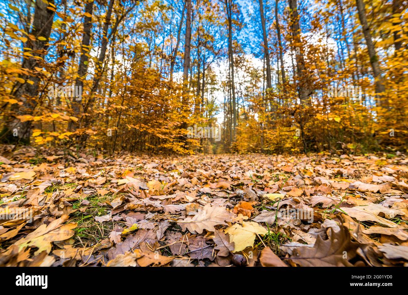 Golden trees and path with fallen leaves in the forest, autumn ...